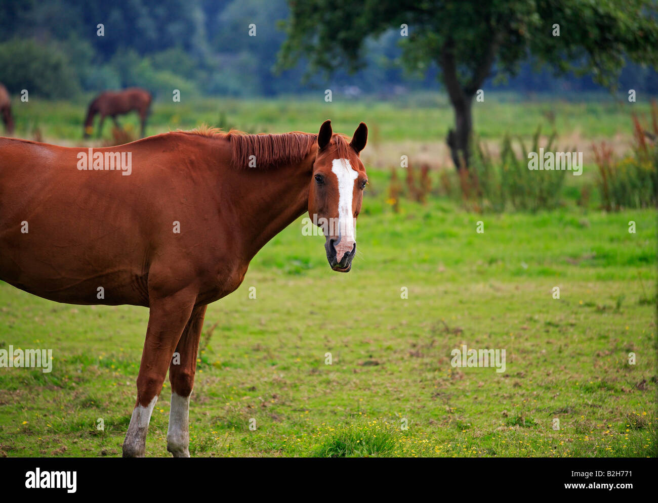 A brown horse grazing in a green field Stock Photo - Alamy