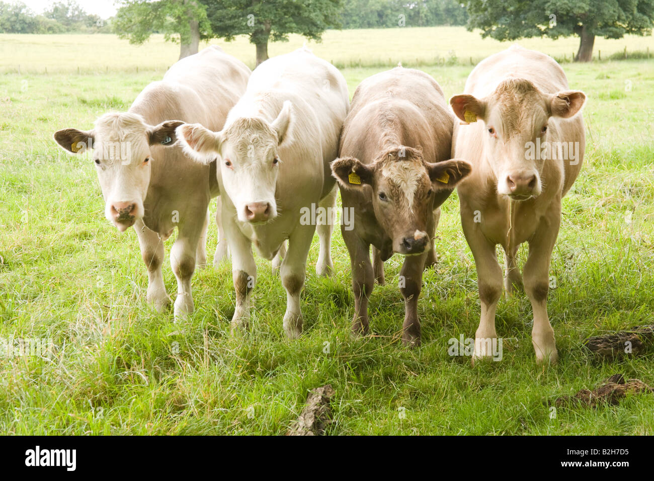 Cattle Glanton Northumberland England Stock Photo
