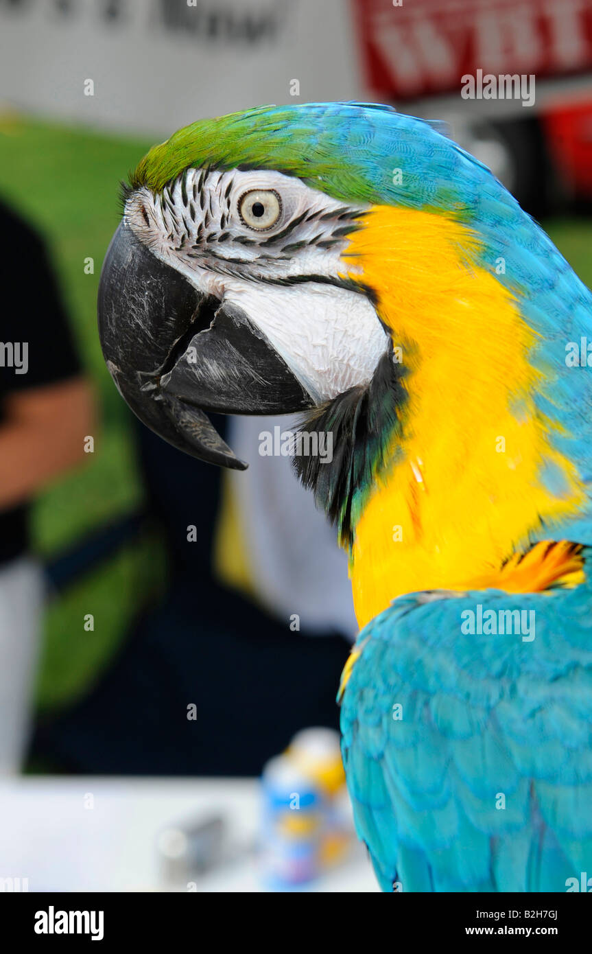 Portrait of a Parrot bird Stock Photo