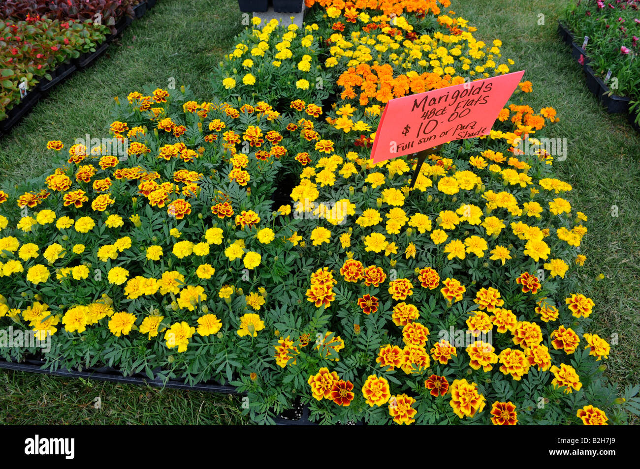 Marigold Flowers for sale at farmers market Stock Photo Alamy