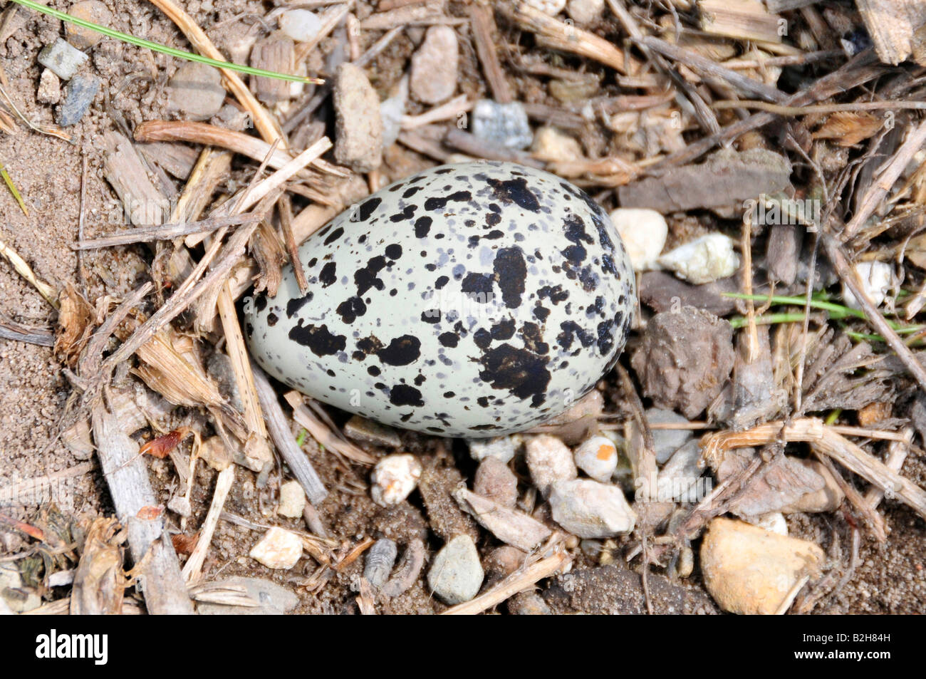Killdeer egg nest on the ground Stock Photo Alamy
