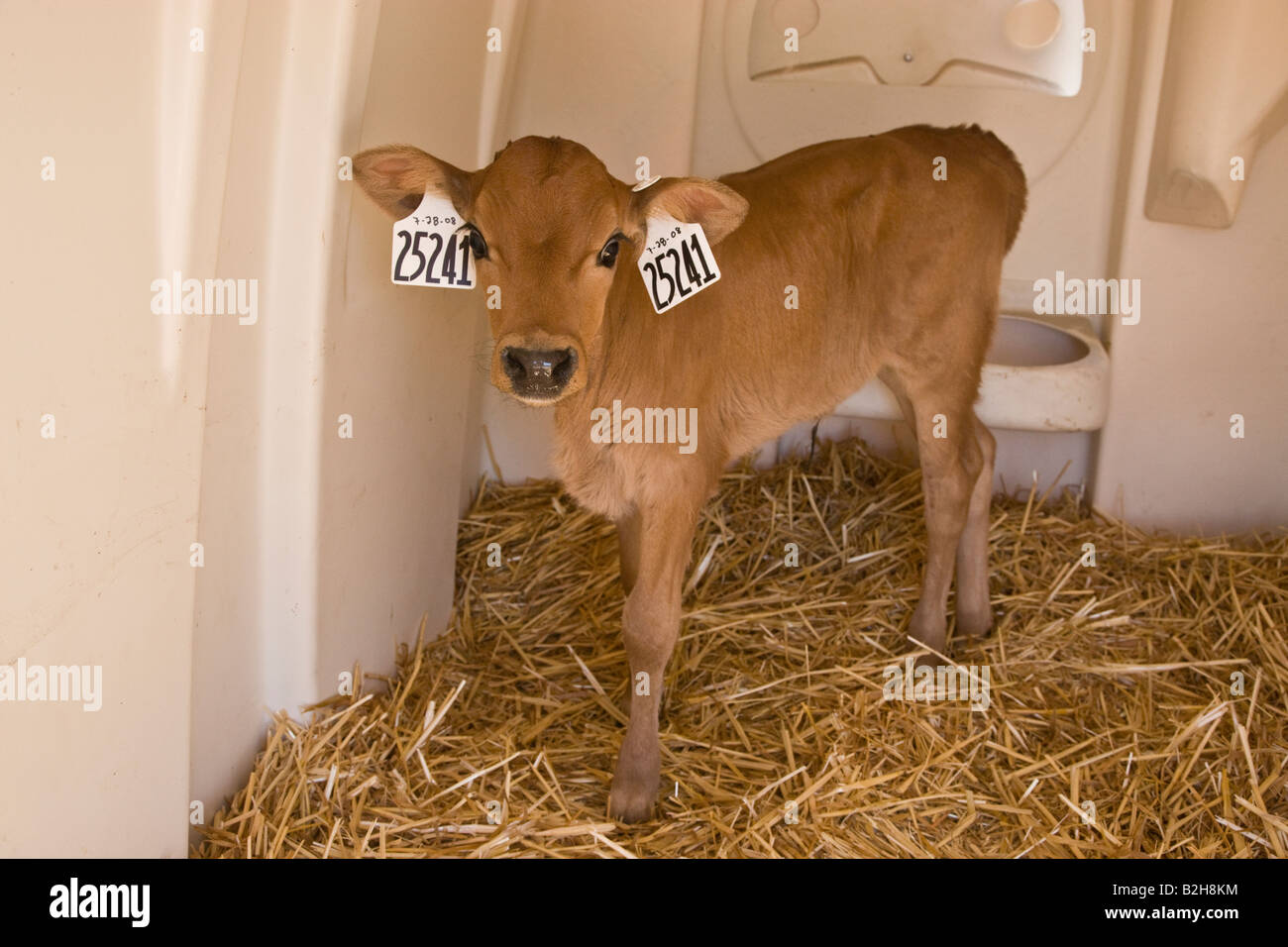 Newborn dairy calf standing in shelter. Stock Photo