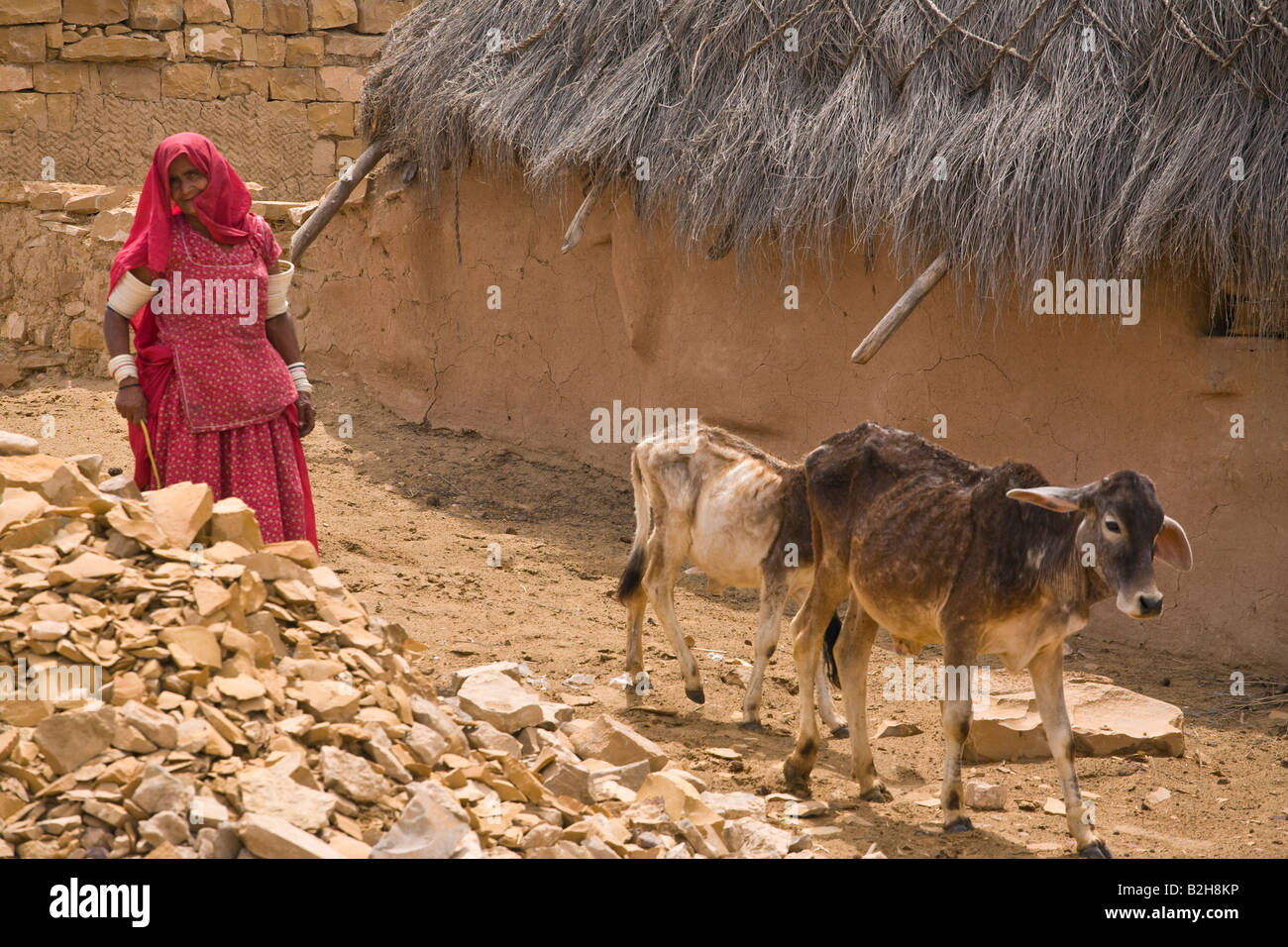 A BANJARI TRIBAL WOMAN with cattle in the THAR DESERT near JAISALMER RAJASTHAN INDIA Stock Photo