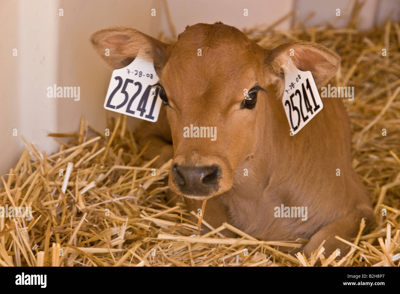 Newborn calf  resting. Stock Photo