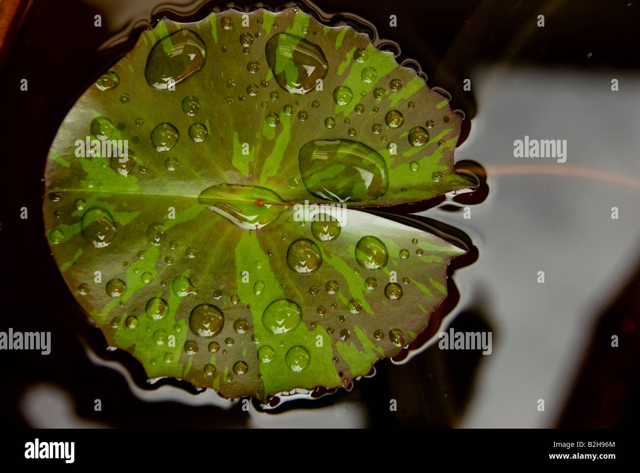Lotus Leaf with water drops Stock Photo - Alamy