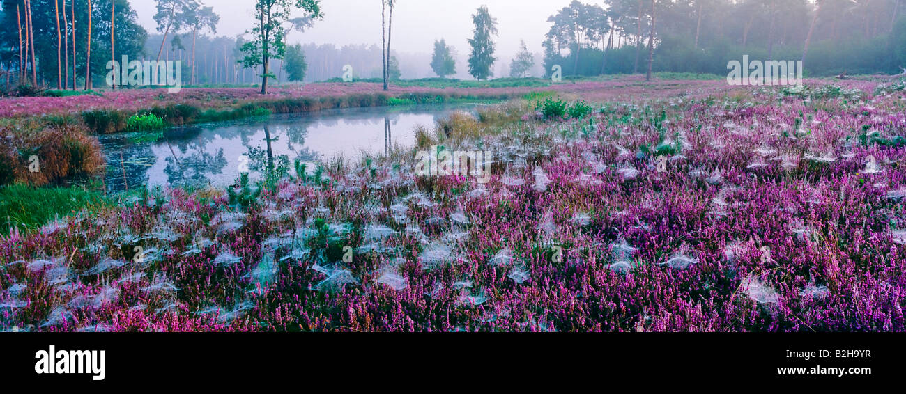 panorama cobwebbed crack creek brook flowering meadow dawn nature scenery Stock Photo