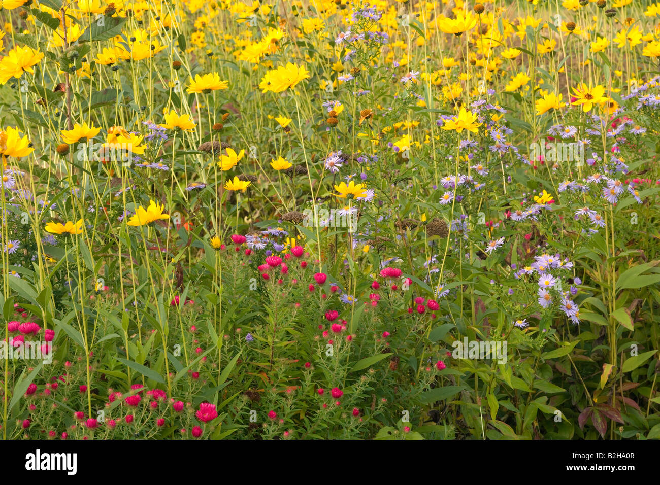 autumn flowers colourful violet coloured New England Asters Aster novae angliae Coneflowers meadow Stock Photo