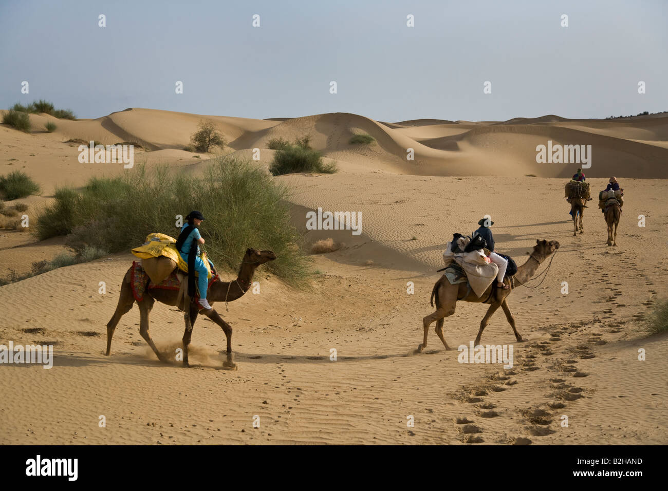 Travelers ride CAMELS through SAND DUNES in the THAR DESERT near ...