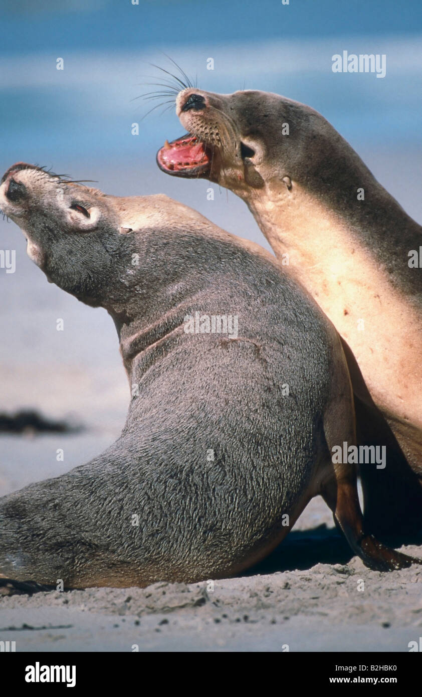 Australian Sea Lion Kangaroo Arctocephalus forsteri Island Neophoca cinerea New Zealand Fur Seal Southern Fur Seal couple Pair Stock Photo