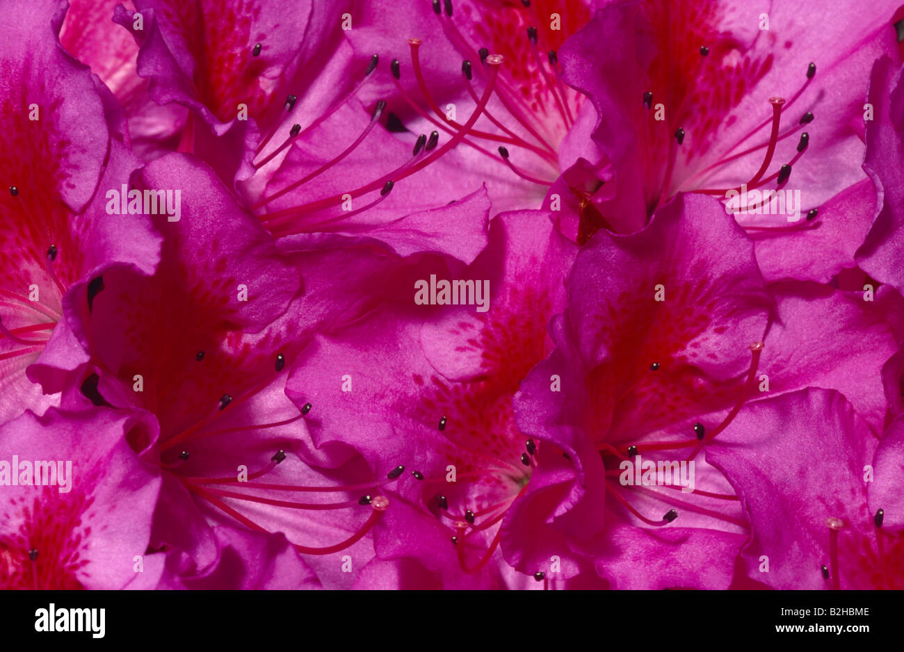 Azaleas flowering shrub afterimage backcloth background image backdrop close up pattern still patterns stills Stock Photo