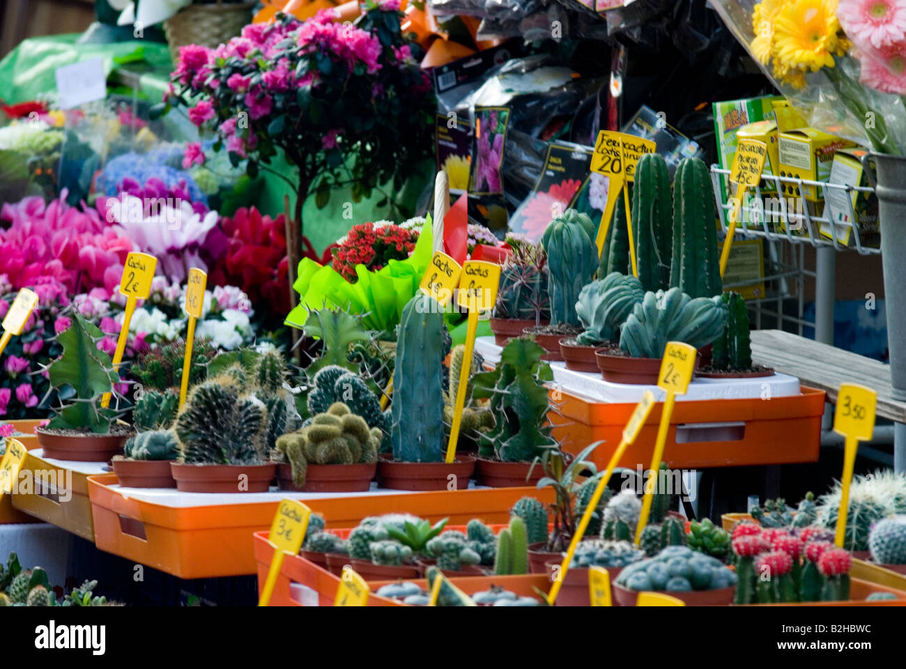 las ramblas selling flowers abd succulent plant barcelona Stock Photo