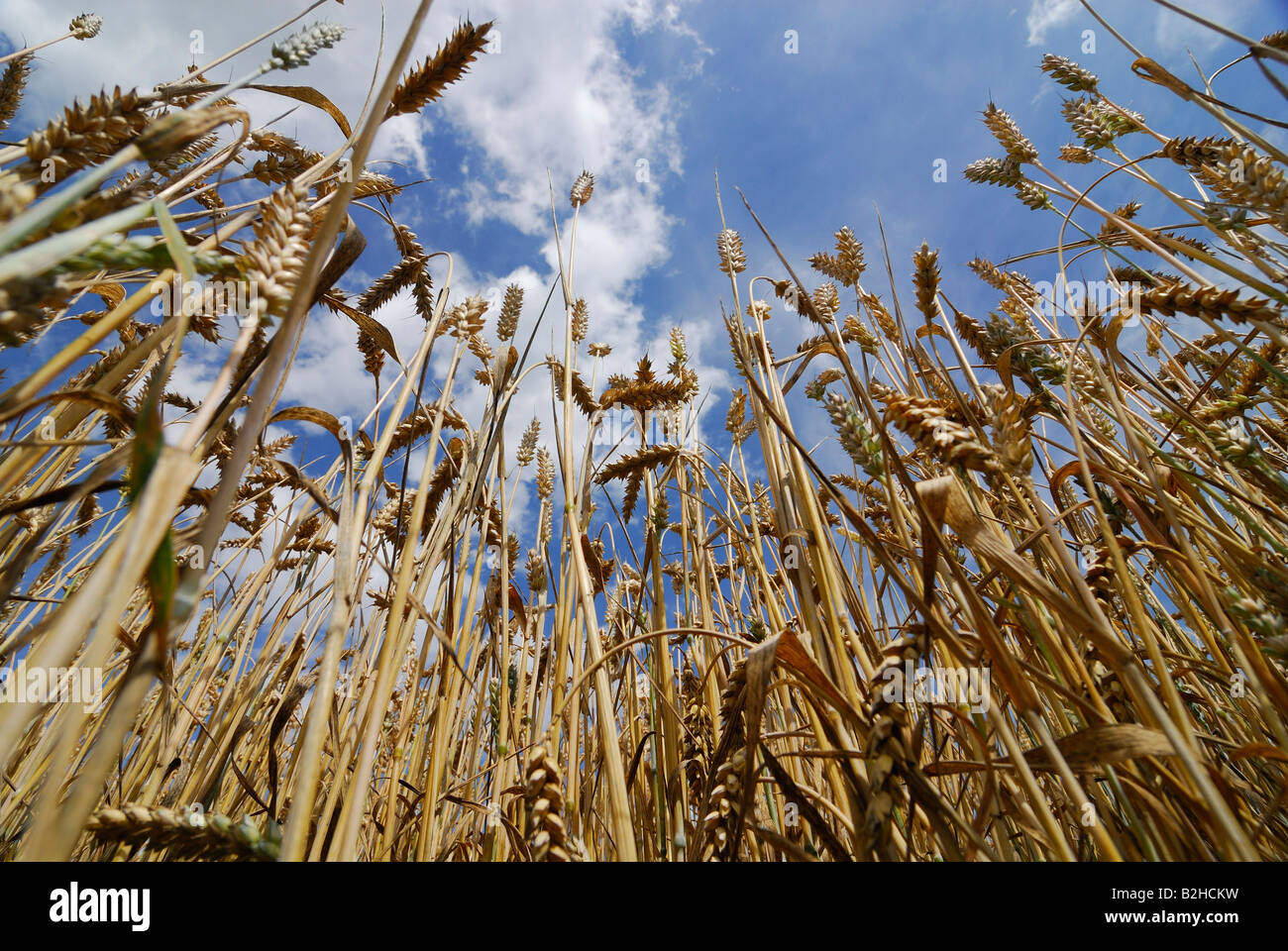 Wheat field under a blue cloudy sky Stock Photo - Alamy