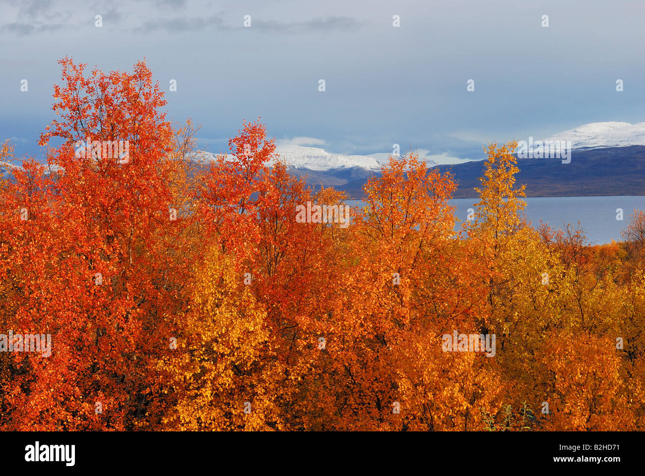 autumn autumnal scenery tornetraesk lake abisko canyon abisko np national park norrbotten lapland sweden Stock Photo