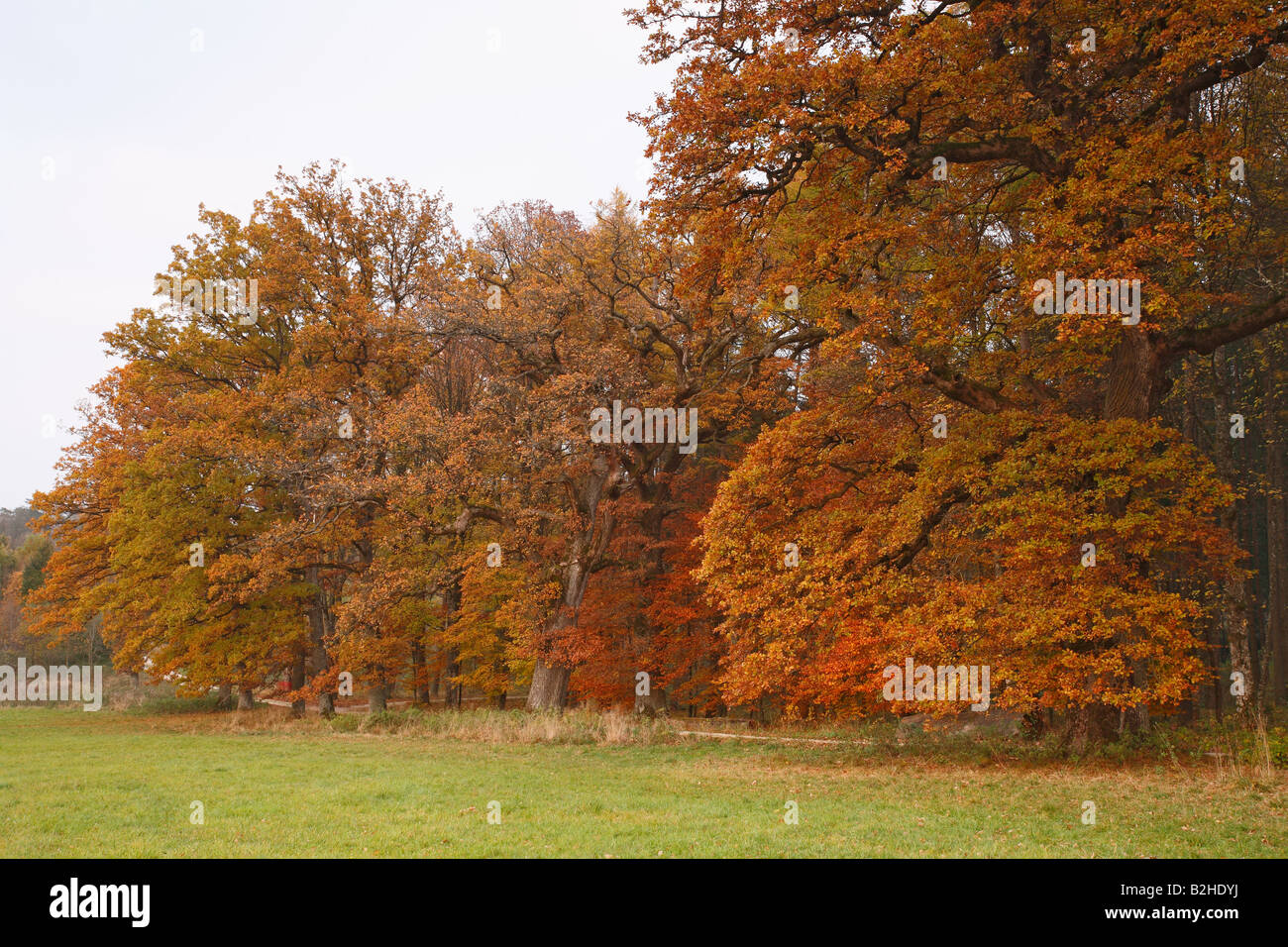 oak beech trees deciduous trees autumn foliage leaves fall autumn color
