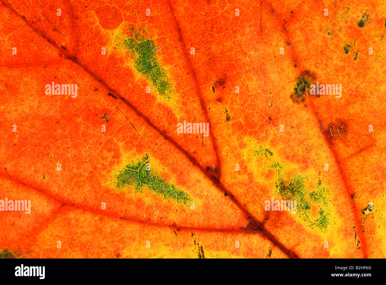 leaf veins maple tree leave acer afterimage backcloth background image backdrop close up pattern patterns Stock Photo