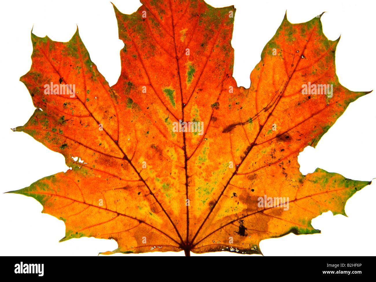 maple tree leave acer afterimage backcloth background image backdrop close up pattern patterns Stock Photo
