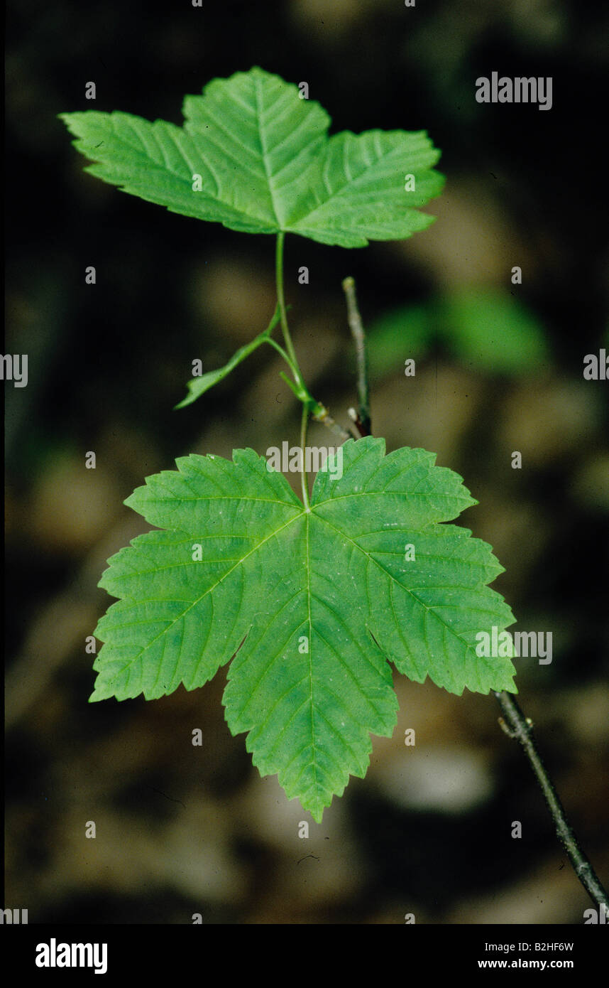 maple tree leave acer afterimage backcloth background image backdrop close up pattern patterns Stock Photo