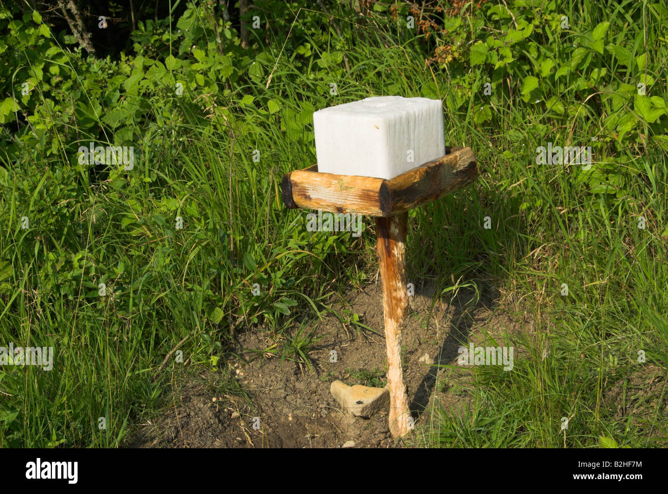deerlick forst gersheim germany nature reserve Von Jägern aufgestellte Salzlecke für Rotwild Gersheim Deutschland Salzleckstein Stock Photo