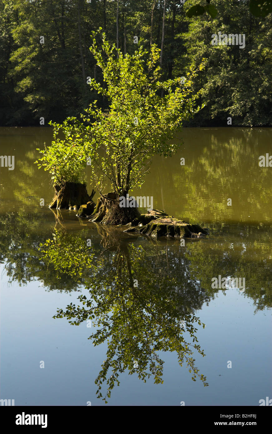 lake Alders alnus water reflection landscape Stock Photo