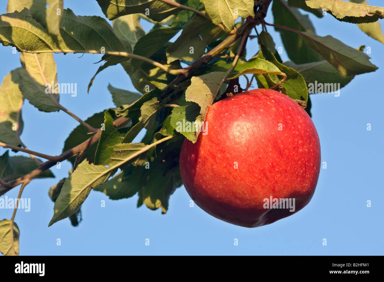 apple tree malus malus domestica apple rabapple pommier fruit Stock Photo