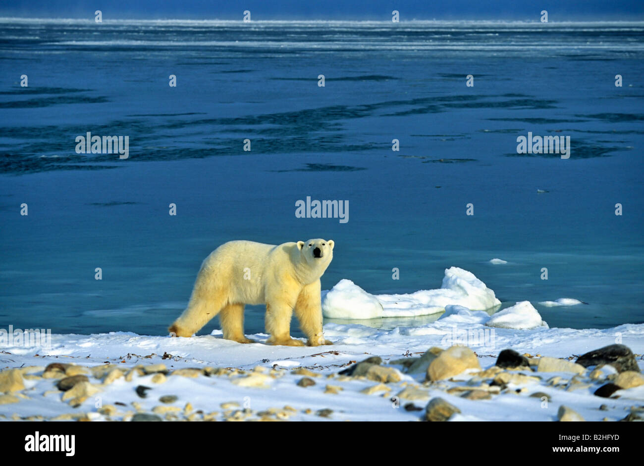Polar Bear Ursus maritimus Churchill Canada Carnivora coast Stock Photo