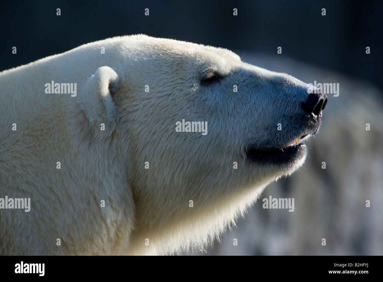 Polar bear Eisbaer Ursus maritimus Carnivora Potrait Stock Photo