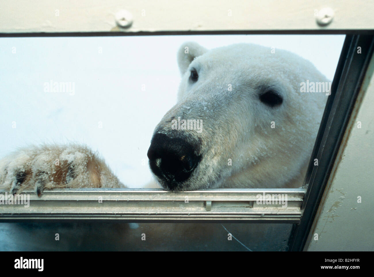 Polar bear Eisbaer Ursus maritimus car window funny churchill canada tundra buggy Stock Photo