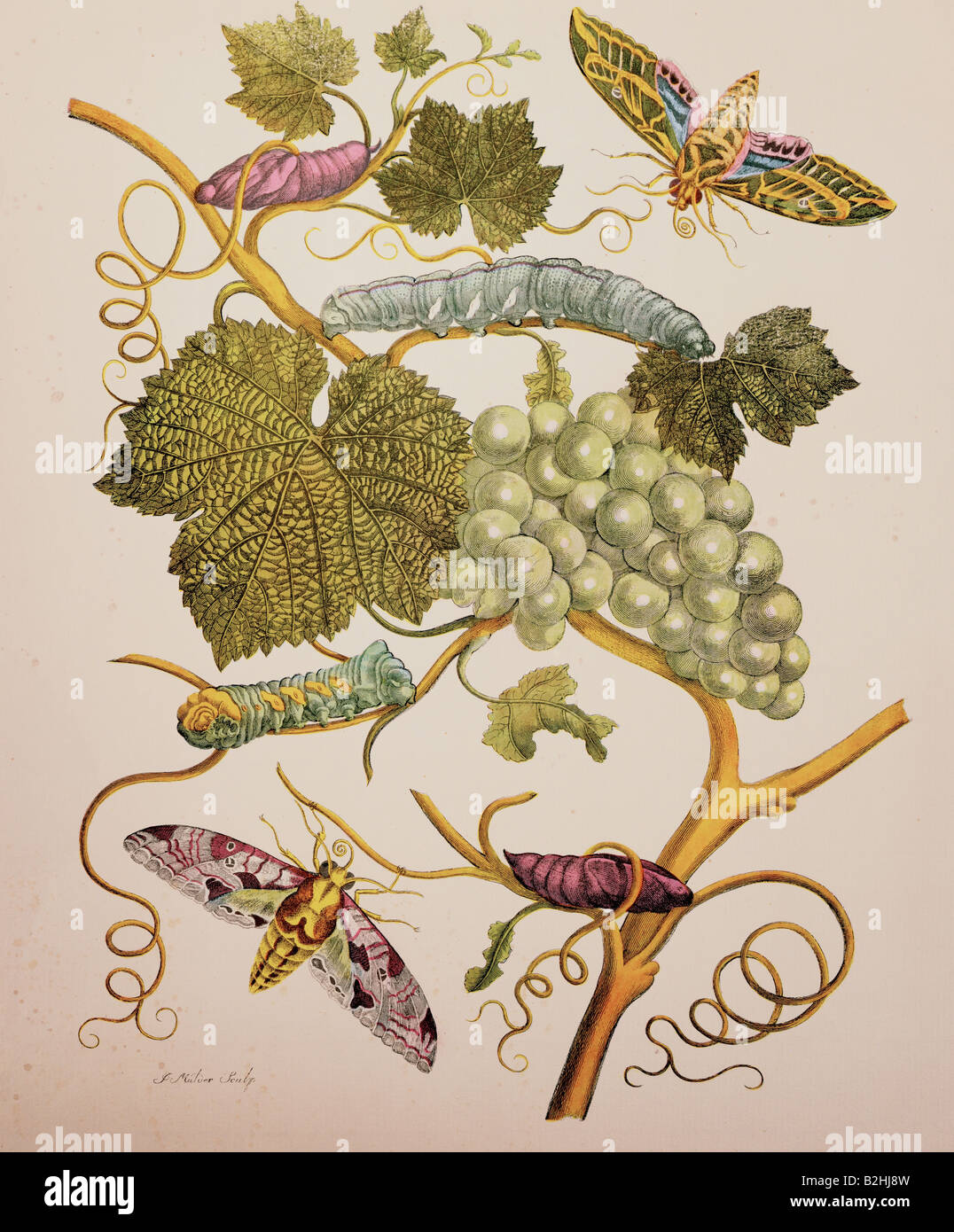zoology, insect, hawk moths, caterpillars, cocoons, grape, copper engraving, watercoloured, from 'Metamorphosis insectorum Surinamensium', by Maria Sibylla Merian (1647 - 1717), Amsterdam, Netherlands, 1705, private collection, Artist's Copyright has not to be cleared Stock Photo