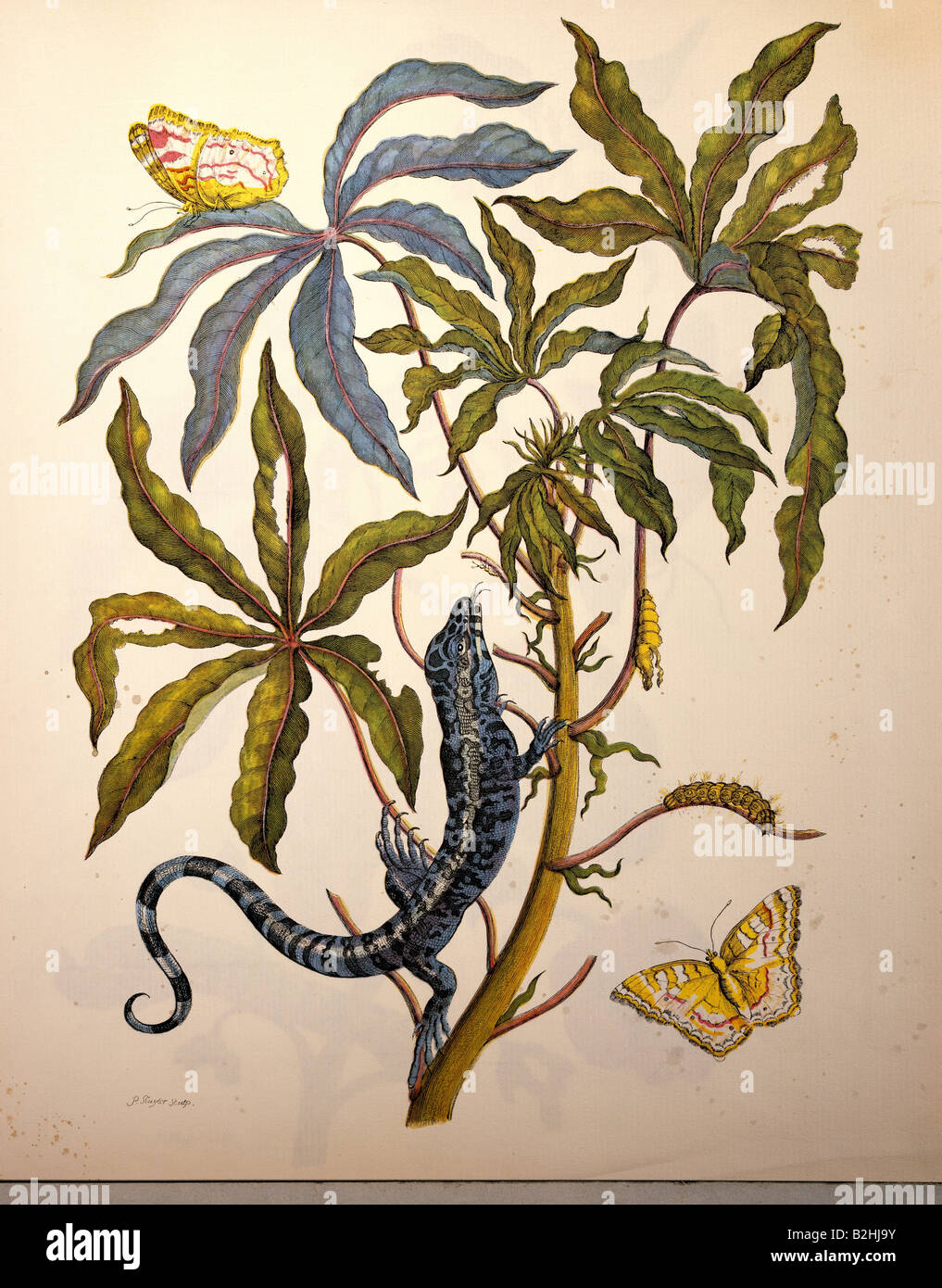 zoology, insect, butterfly, caterpillar, cocoon, plant, lizard, copper engraving, watercoloured, from 'Metamorphosis insectorum Surinamensium', by Maria Sibylla Merian (1647 - 1717), Amsterdam, Netherlands, 1705, private collection, Artist's Copyright has not to be cleared Stock Photo