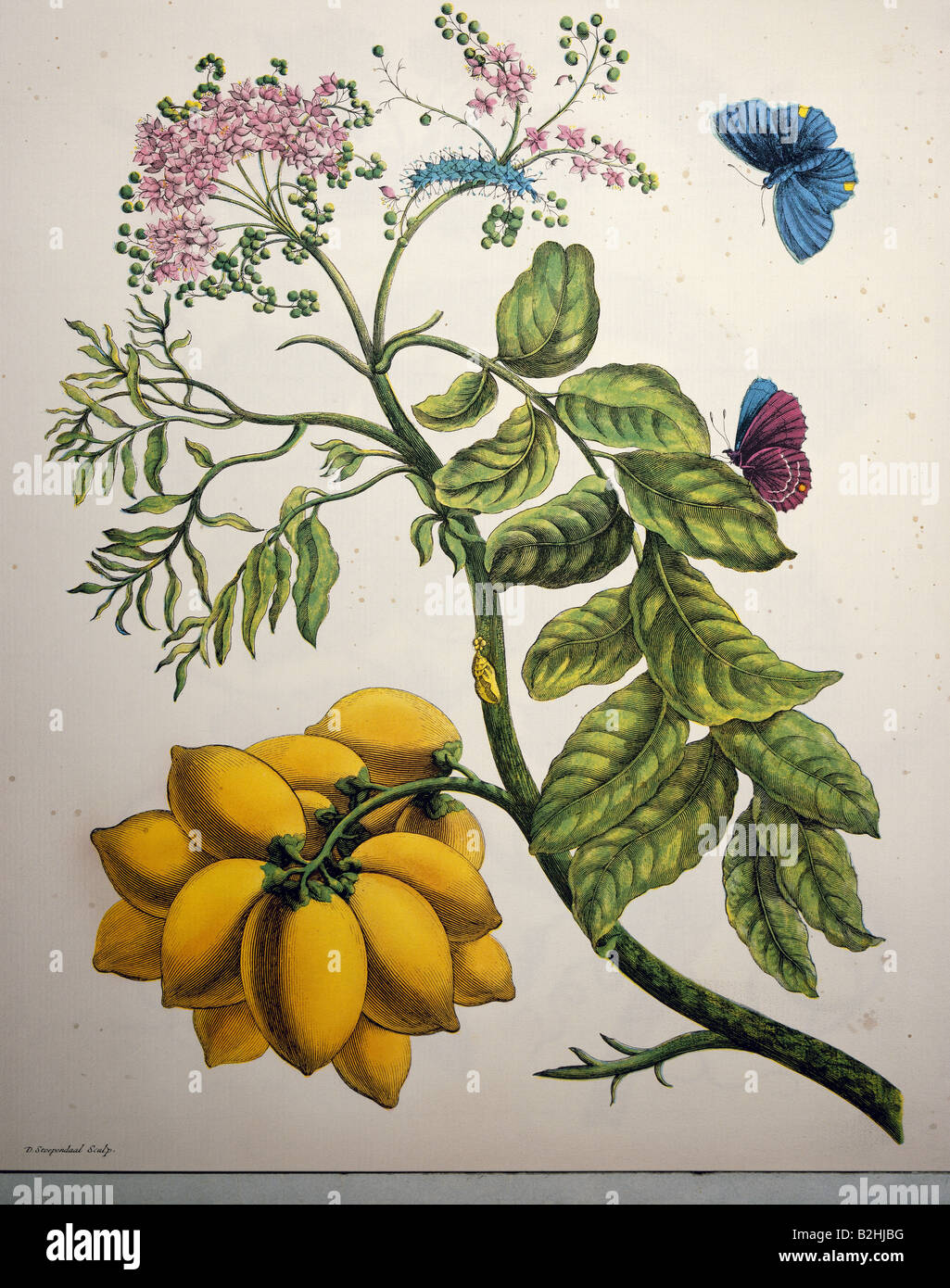 zoology, insect, butterfly, caterpillar, cocoon, blooming plant, copper engraving, watercoloured, from 'Metamorphosis insectorum Surinamensium', by Maria Sibylla Merian (1647 - 1717), Amsterdam, Netherlands, 1705, private collection, Artist's Copyright has not to be cleared Stock Photo