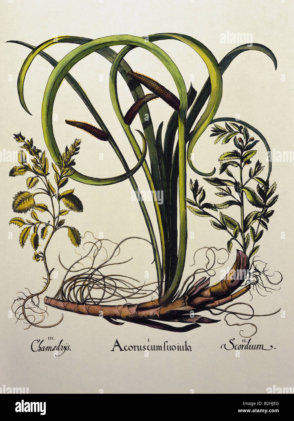 botany, marsh plants, Acorus, common sweet flag (Acorus calamus), copper engraving, coloured, 29 cm x 20.5 cm, from 'Hortus Eystettensis', by Basilius Besler (1561- 1629), Eichstaett, Germany, 1613, private collection, Artist's Copyright has not to be cleared Stock Photo