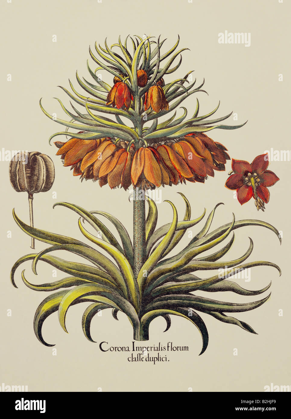 botany, flowers, Fritillaria, Crown imperial (Fritillaria imperialis), copper engraving, coloured, 29 cm x 20.5 cm, from 'Hortus Eystettensis', by Basilius Besler (1561- 1629), Eichstaett, Germany, 1613, private collection, Artist's Copyright has not to be cleared Stock Photo