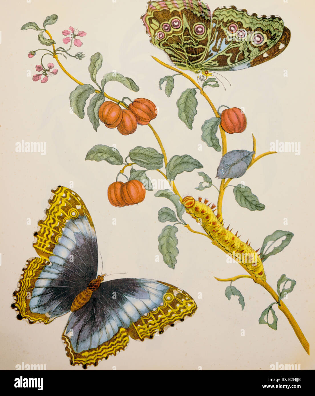zoology, insect, butterfly, caterpillar, blooming bush, copper engraving, watercoloured, from 'Metamorphosis insectorum Surinamensium', by Maria Sibylla Merian (1647 - 1717), Amsterdam, Netherlands, 1705, private collection, Artist's Copyright has not to be cleared Stock Photo