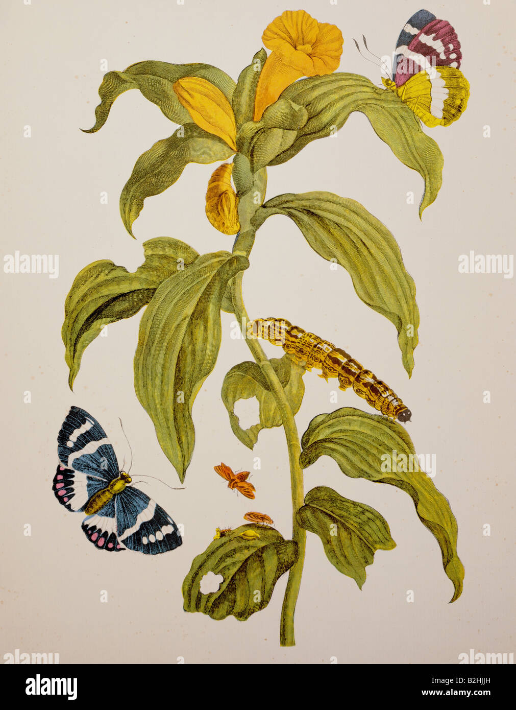zoology, insect, butterfly, caterpillar, blooming plant, copper engraving, watercoloured, from 'Metamorphosis insectorum Surinamensium', by Maria Sibylla Merian (1647 - 1717), Amsterdam, Netherlands, 1705, private collection, Artist's Copyright has not to be cleared Stock Photo