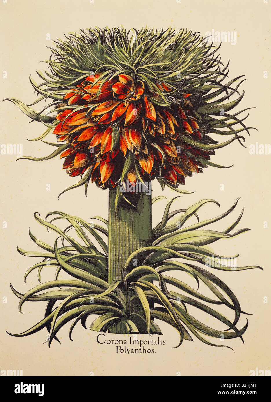 botany, flowers, Fritillaria, Crown imperial (Fritillaria imperialis), copper engraving, coloured, from 'Hortus Eystettensis', by Basilius Besler (1561- 1629), Eichstaett, Germany, 1613, private collection, Artist's Copyright has not to be cleared Stock Photo
