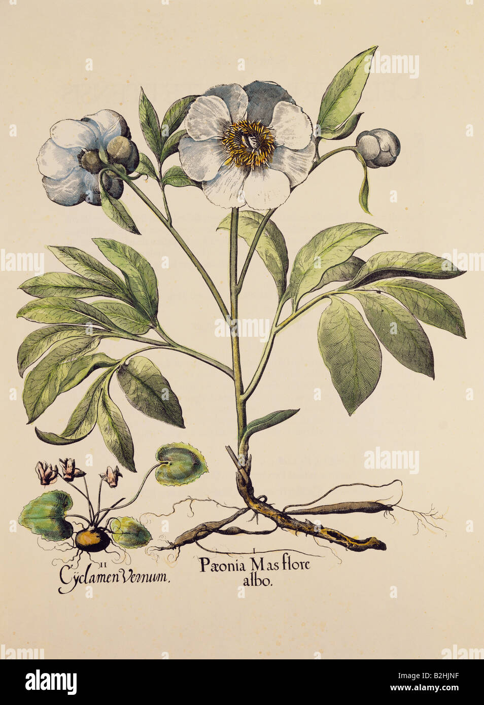 botany, flowers, peony (Paeonia), copper engraving, coloured, 29 cm x 20.5 cm, from 'Hortus Eystettensis', by Basilius Besler (1561- 1629), Eichstaett, Germany, 1613, private collection, Artist's Copyright has not to be cleared Stock Photo