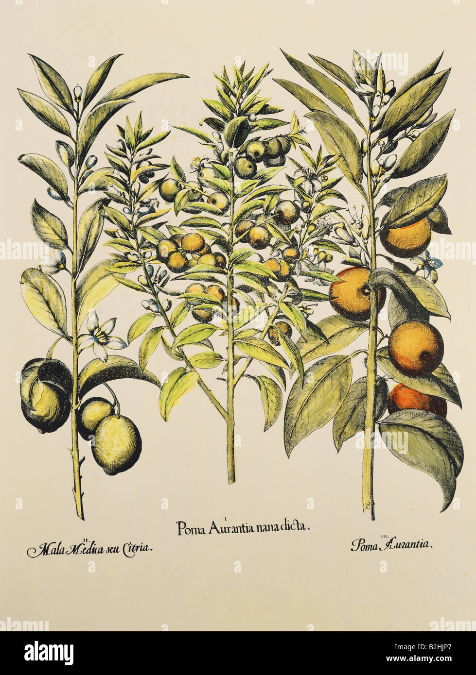 botany, fruit and vegetable, Citrus, lemon (Citrus limon), bitter orange ( Citrus aurantium), copper engraving, coloured, from 
