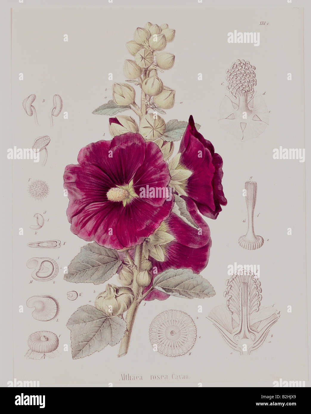 Althaea rosea germany hi-res stock photography and images - Alamy