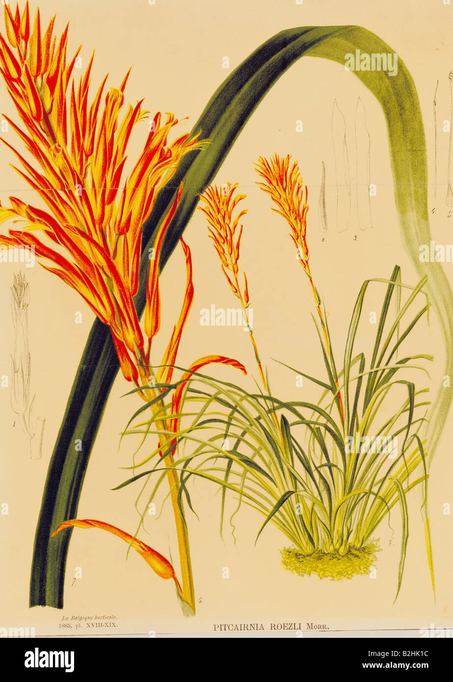 botany, flowers, Pitcairnia (Pitcairnia roezlii), colour lithograph, 31.6 cm x 23.5 cm, from 'La Belgique horticole' (Horticulture in Belgium), 1885, private collection, Stock Photo