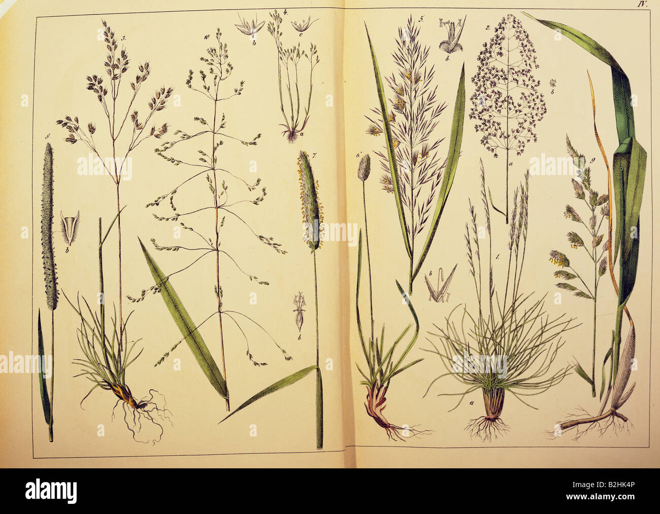 botany, grasses, true grasses (Poaceae), from 'Naturgeschichte des Pflanzenreichs in Bildern' (Natural history of the kingdom of plants in pictures), Stuttgart, Esslingen, Germany, 1853, private collection, Stock Photo