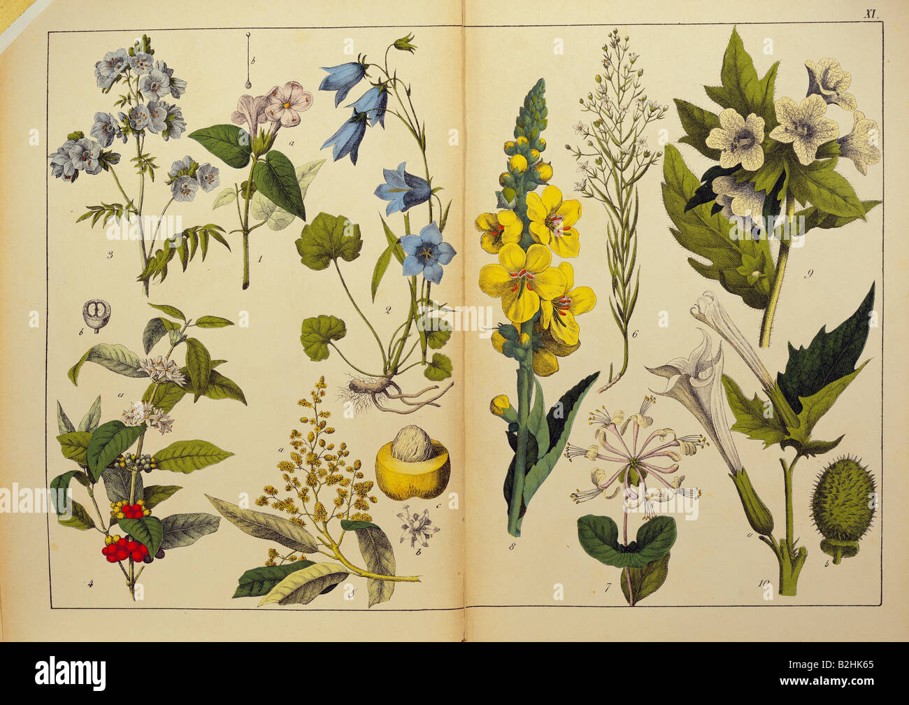 botany, flowers, trees, herbs, plants, 1st order, 5th grade, from 'Naturgeschichte des Pflanzenreichs in Bildern' (Natural history of the kingdom of plants in pictures), Stuttgart, Esslingen, Germany, 1853, private collection, Stock Photo