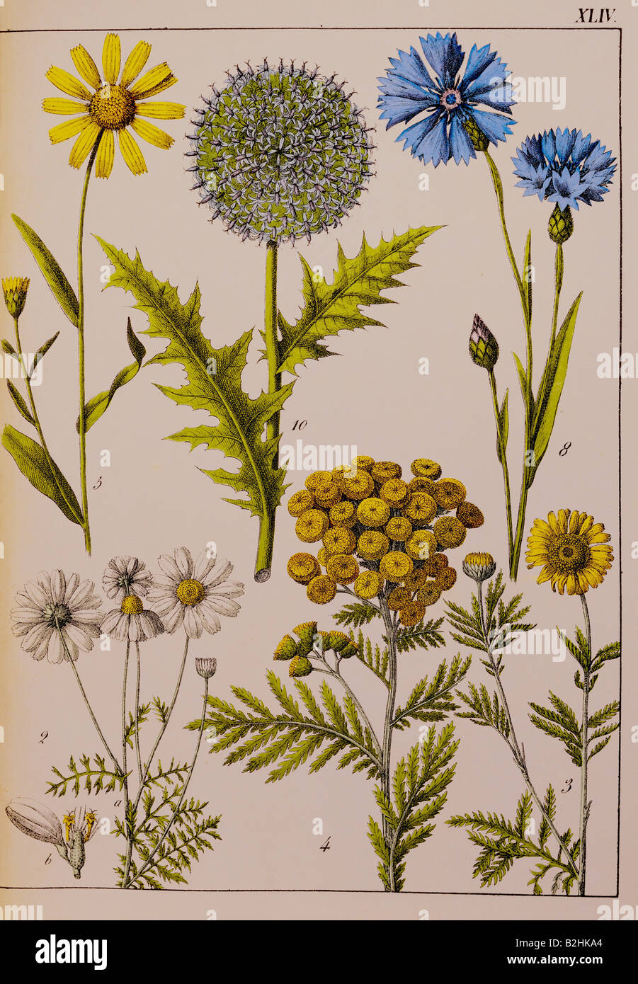 botany, flowers, from 'Naturgeschichte des Pflanzenreichs in Bildern' (Natural history of the kingdom of plants in pictures), Stuttgart, Esslingen, Germany, 1853, private collection, , Stock Photo