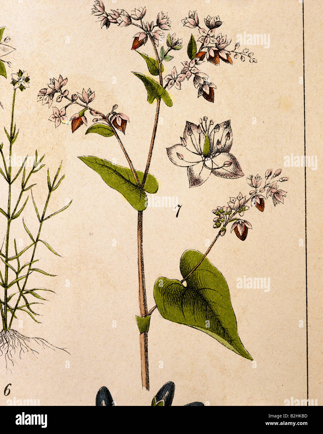 botany, herbs, buckwheat (Fagopyrum), common buckwheat (Fagopyrum esculentum), lithograph, coloured, from "Naturgeschichte des Pflanzenreichs in Bildern" (Natural history of the kingdom of plants in pictures), Esslingen, Germany, 1869, private collection, Stock Photo