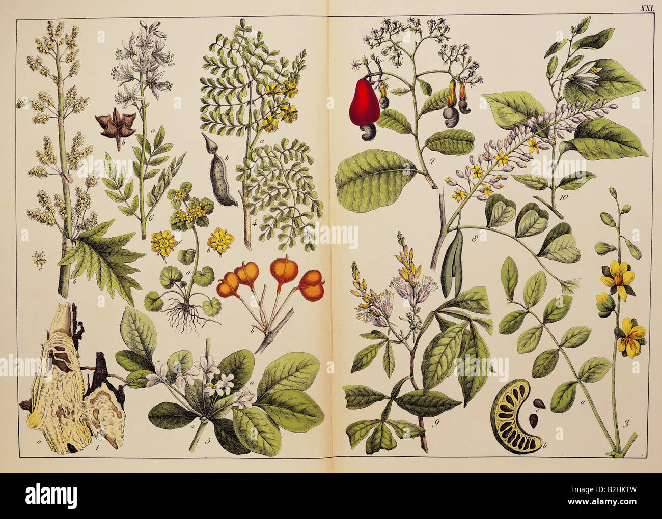 botany, herbs, plants, 1st order, 9th / 10th grade, picture sheet XXI from 'Naturgeschichte des Pflanzenreichs' (Natural history of the kingdom of plants), Schreiber, Esslingen, Germany, first edition, 1853, private collection, Stock Photo