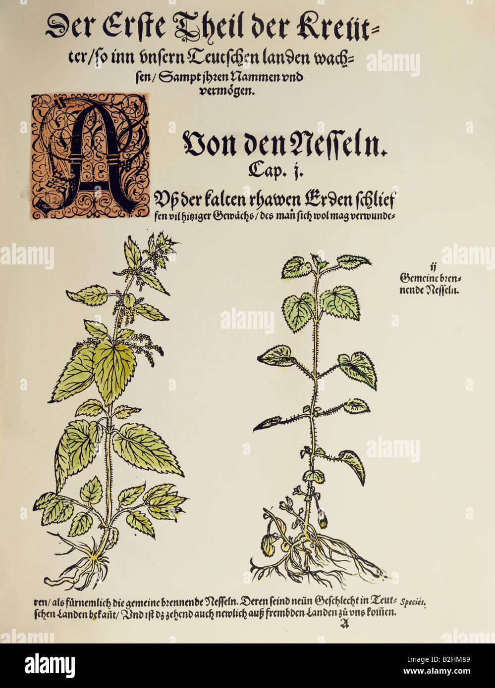 botany, herbs, stinging nettle (Urtica dioica), full-grown and young plant, woodcut, coloured, from 'Neues Kraeuterbuch' (New herbal book), by Hieronymus Bock (1498 - 1554), Strasbourg, Germany, 1577, private collection, Stock Photo