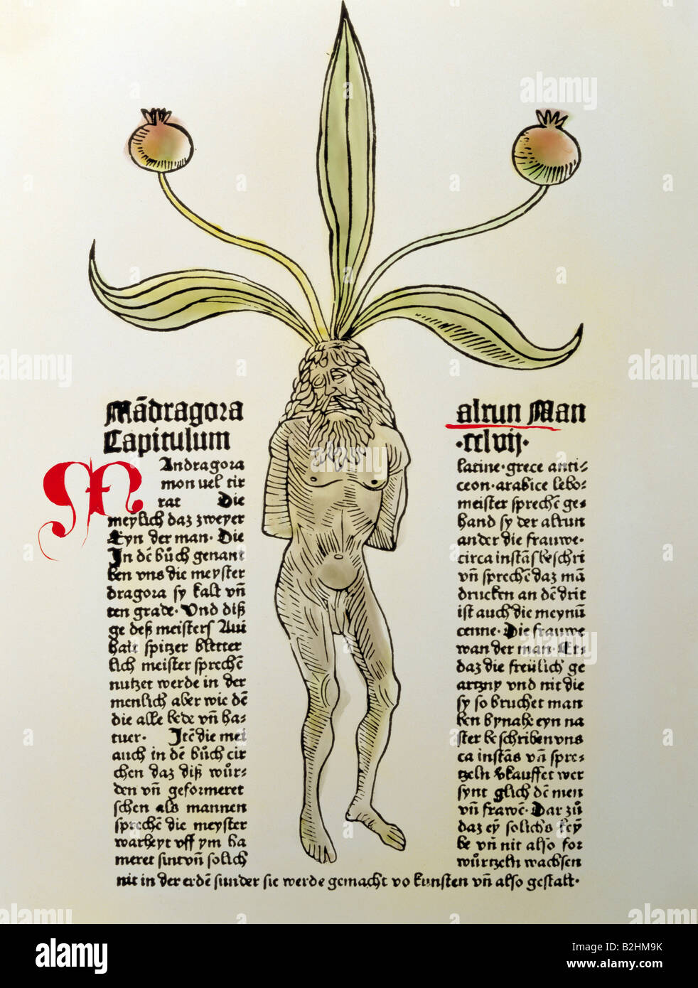 medicine, textbooks, herbal, 'Hortus sanitas' by Johann Wonnecke von Kaub, printed by Peter Schöffer, Mainz, 1485, page, woofcut, mandrake, private collection, , Stock Photo