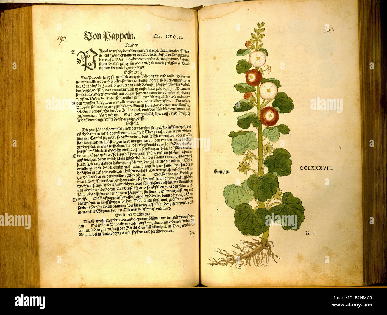botany, herbs, Populus and hollyhocks (Alcea), from 'Neues Kraeuterbuch' (New herbal book), by Leonhart Fuchs, woodcut by Heinrich Fuellmaurer, coloured, drawn by Albrecht Mayer, printed at M. Isingrin, Basel, Switzerland, 1544, double page 198 / 199, 38 x 22 cm, private collection, Stock Photo