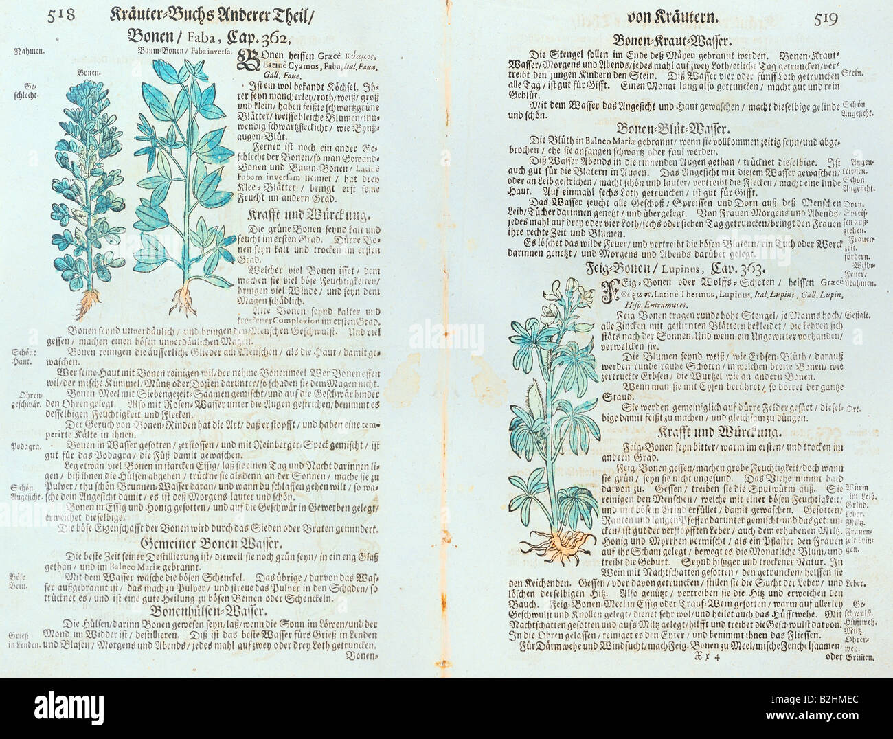 botany, vegetable, bean and lupin (Lupinus), from "Kraeuterbuch