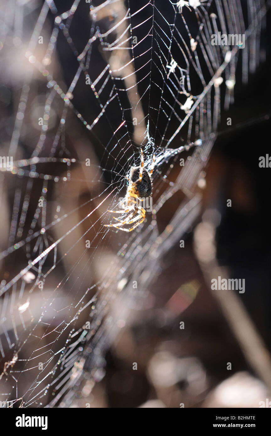 A spider glows in the morning light as it awaits an unlikely passer-by, fly, moth or insect, that will be its next meal. Stock Photo
