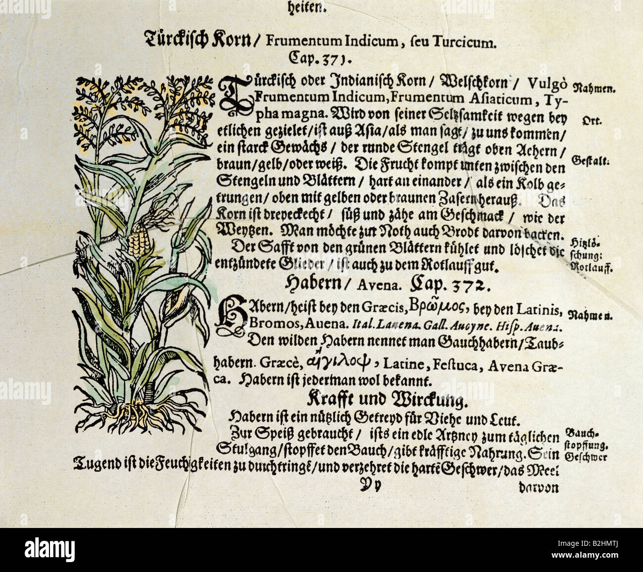botany, cereal, maize (Zea mays), woodcut, coloured, from 'Kraeuterbuch' (Herbal book), by Adamus Lonicerus (1528 - 1586), revised by Peter Uffenbach, Frankfurt, Germany, 1679, Swiss Museum of the History of Pharmacy, Basel, Stock Photo